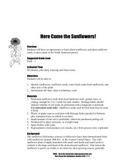 Here Come the Sunflowers!