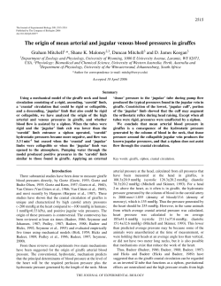 The origin of mean arterial and jugular venous blood pressures in