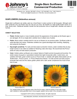 Single-Stem Sunflower Commercial Production