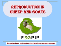 Reproduction in sheep and goats