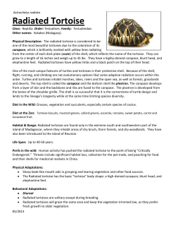 Radiated Tortoise