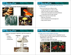 19.5 Diversity of Fungi 19.5 Diversity of Fungi 19.5 Diversity