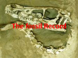 The fossil record