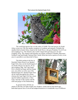 The Leisure Isle Spotted Eagle Owls The world bird species list is in