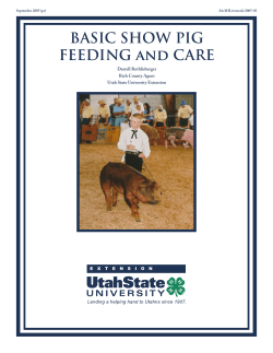 BASIC SHOW PIG FEEDING and CARE