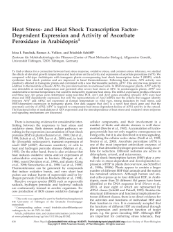 Heat Stress- and Heat Shock Transcription Factor