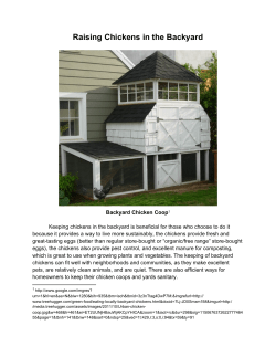 Raising Chickens in the Backyard