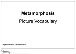 Metamorphosis Picture Vocabulary