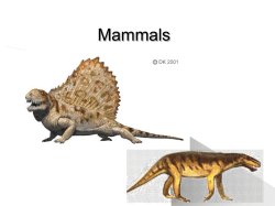 Mammals