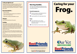 Caring for your frog