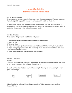 Hands-On Activity: Nervous System Relay Race