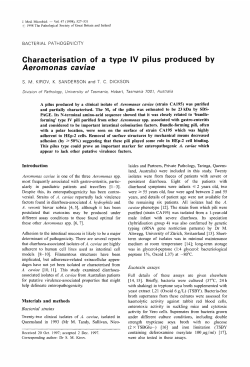 Characterisation of a type IV pilus produced by Aerornonas caviae