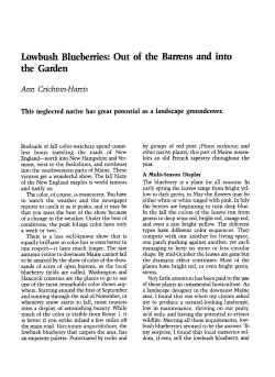 Lowbush Blueberries: Out of the Barrens and into the