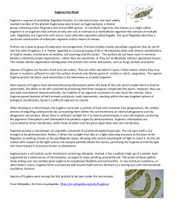 Euglena Fact Sheet Euglena is a genus of unicellular flagellate