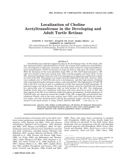 Localization of choline acetyltransferase in the developing and adult