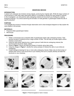 Observing Meiosis Lab