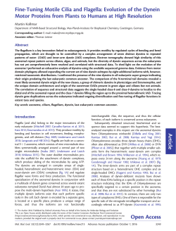 Fine-Tuning Motile Cilia and Flagella: Evolution