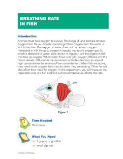 breathing rate in fish