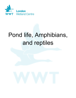 Pond life, Amphibians, and reptiles