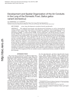 Development and Spatial Organization of the Air