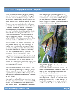 Pterophyllum scalare - Angelfish.pub