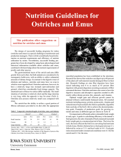 Nutrition Guidelines for Ostriches and Emus - Extension Store