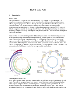 The Cell Cycle, Part I