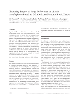Browsing impact of large herbivores on Acacia xanthophloea Benth