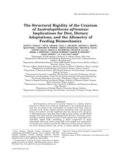 The Structural Rigidity of the Cranium of Australopithecus africanus