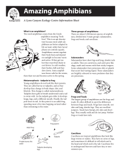 Amazing Amphibians - Lynn Canyon Ecology Centre