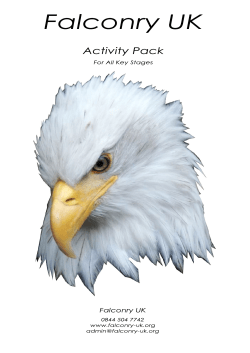 Falconry UK Activity Pack
