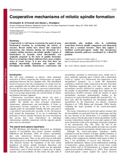Cooperative mechanisms of mitotic spindle formation