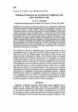 Cellulose Production by Acetobacter acetigenum and