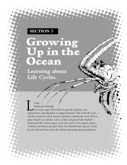 Conch Life Cycle Wheel - Biodiversity Informatics
