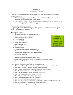 Chapter 28 Reproductive System The goal of the reproductive