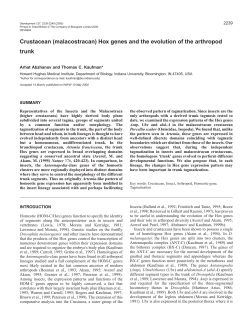 Crustacean Hox genes and evolution of arthropod trunk