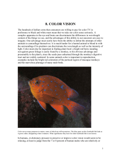 8. COLOR VISION - Eye, Brain, and Vision