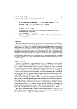 division of peribacteroid membranes in root nodules of