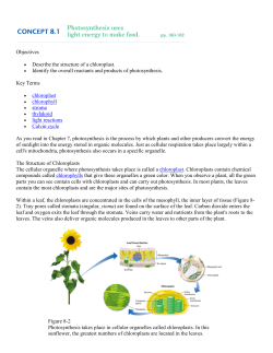 Objectives &bull; Describe the structure of a chloroplast. &bull; Identify the