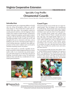 Ornamental Gourds