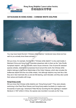 cetaceans in hong kong - Hong Kong Dolphin Conservation Society