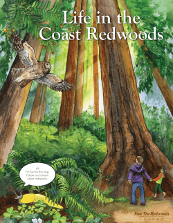 Life in the Coast Redwoods