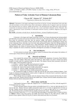 Pattern of Talar Articular Facet of Human Calcaneum Bone Chavan