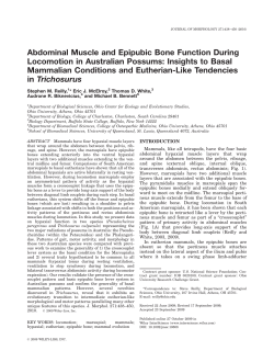 Abdominal muscle and epipubic bone function