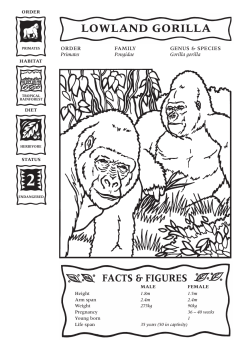 LOWLAND GORILLA