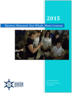 Mystery Mammal: One Whale, Many Lessons