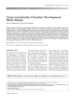 Ciona intestinalis: Chordate development made simple