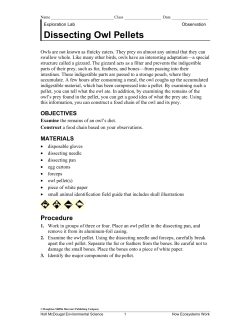 Dissecting Owl Pellets