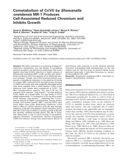 Cometabolism of Cr(VI) by Shewanella oneidensis MR