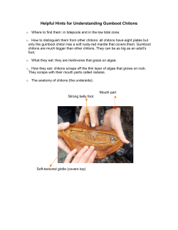 Helpful Hints for Understanding Gumboot Chitons
